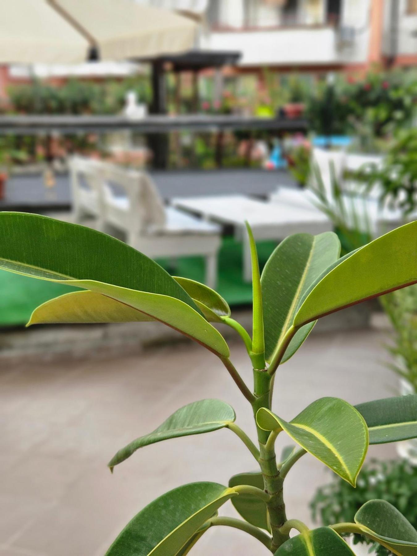 Guest House Petrovi ラヴダ エクステリア 写真
